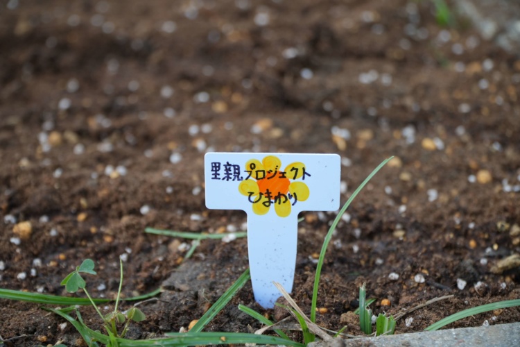 大成中学・高等学校の里親プロジェクトひまわり