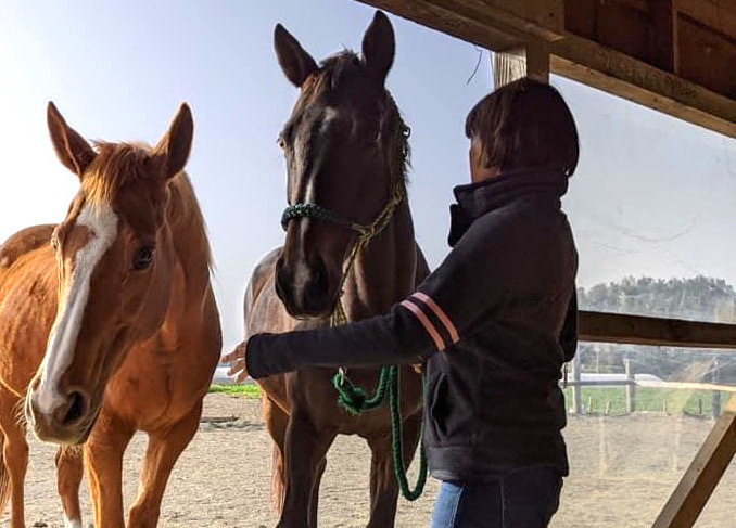 あんらいえんホースの馬と講師