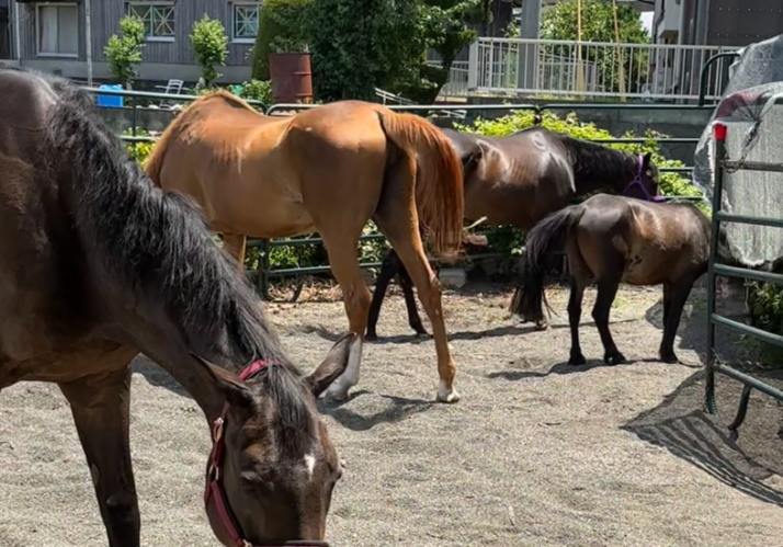 あんらいえんホースの馬たち