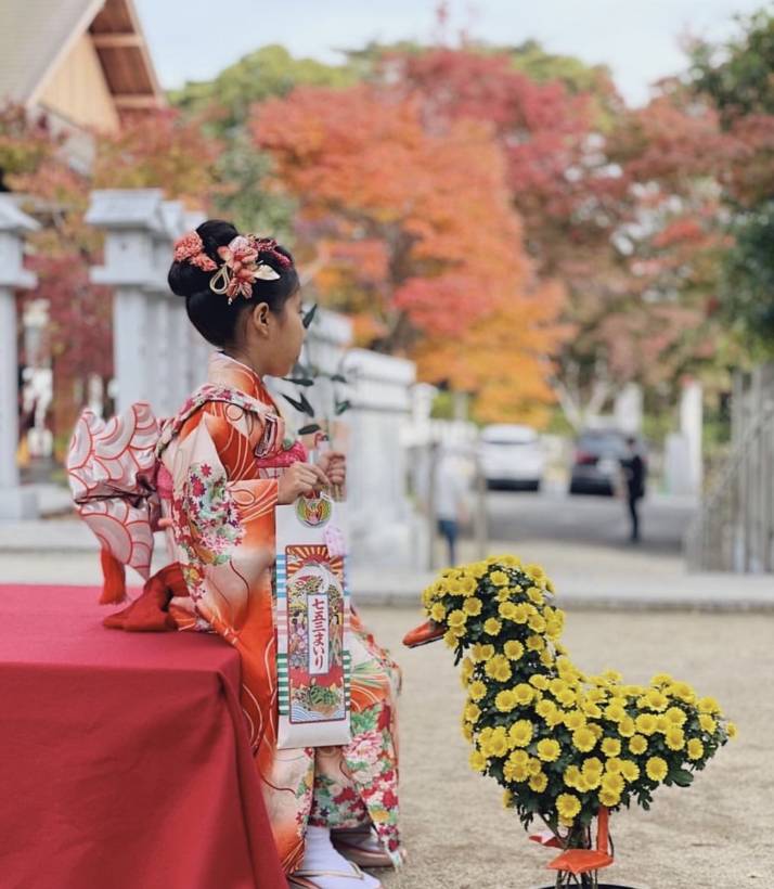 芦屋神社の菊飾りでの七五三撮影風景