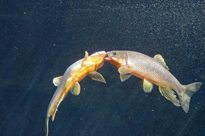 大分県佐伯市の番匠おさかな館にいるカワムツが闘っている様子