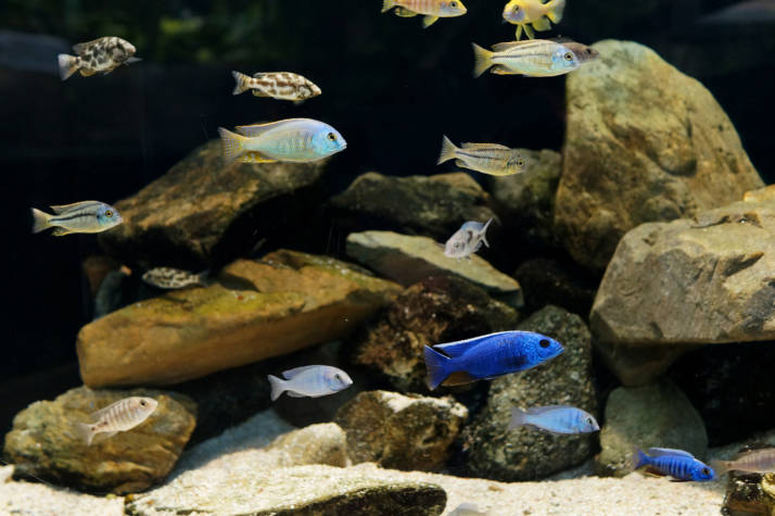 大分県佐伯市の番匠おさかな館で展示されているアフリカのマラウイ湖の魚たち