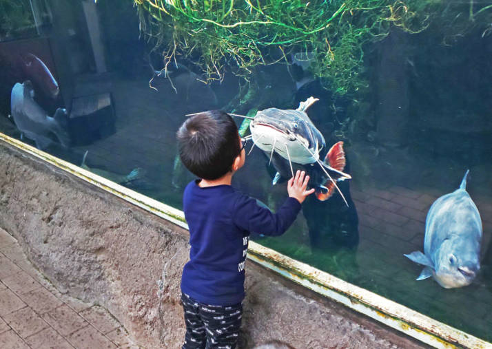 大分県佐伯市の番匠おさかな館にいるレッドテールキャットに見入る子ども