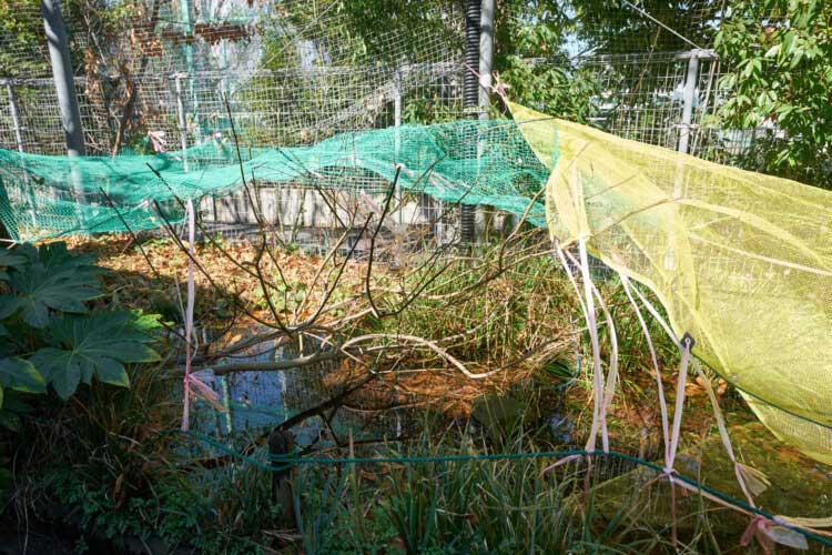 獨協中学校・高等学校にあるビオトープ