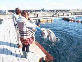 静岡県伊東市にあるドルフィンファンタジー伊東の見学コースの様子