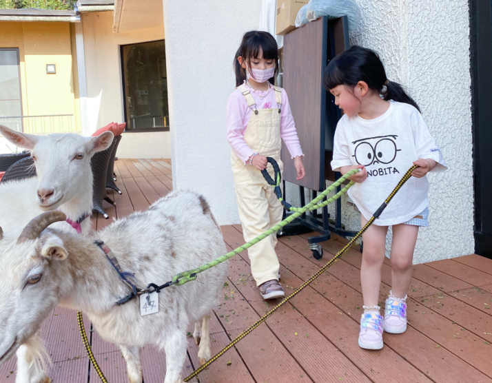 山梨県北杜市にある「1000Mのおもてなし 八ヶ岳ホテル風か」でのヤギのお散歩体験の様子