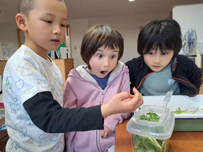 グリーン・ヒルズ小学校の1・2年生の探究学習