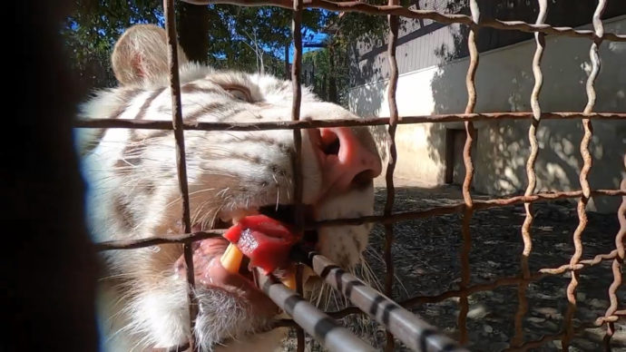 ホワイトタイガーへの餌やり