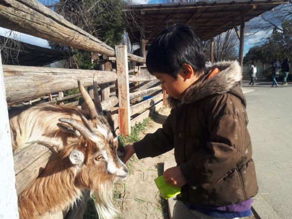 群馬サファリパークの餌やり体験