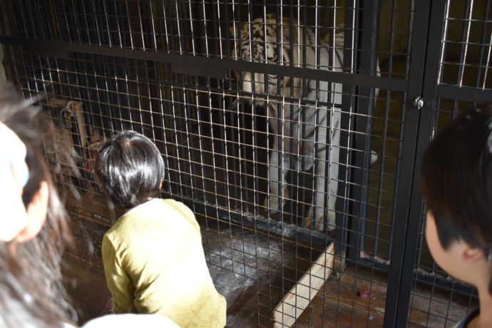 群馬サファリパークの飼育体験バス