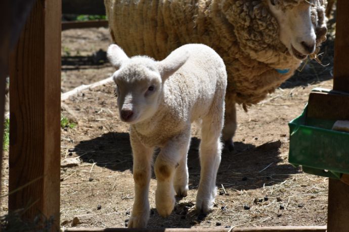 群馬サファリパークにいるひつじの赤ちゃん