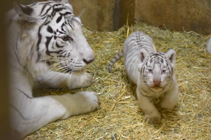 群馬サファリパークにいるホワイトタイガーの赤ちゃん