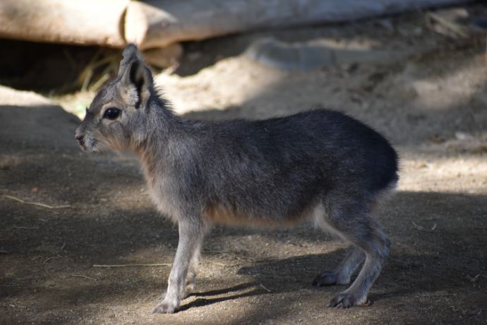 群馬サファリパークにいるマーラの赤ちゃん