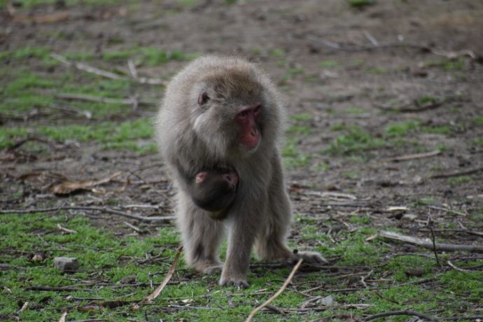 群馬サファリパークにいるニホンザルの赤ちゃん