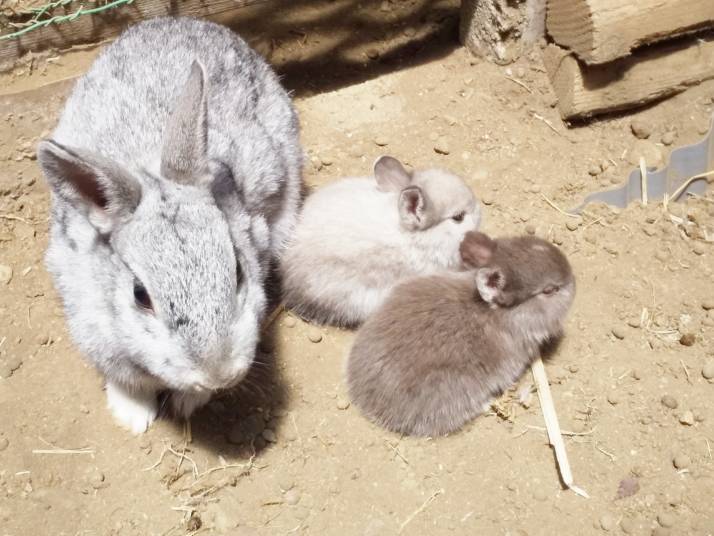 熊本県阿蘇郡南阿蘇村のホテルグリーンピア南阿蘇で飼われているウサギ