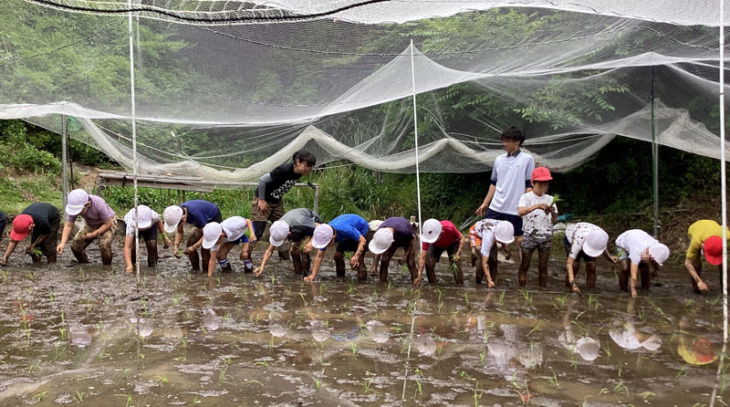 雲雀丘学園小学校の児童が田植えするようす