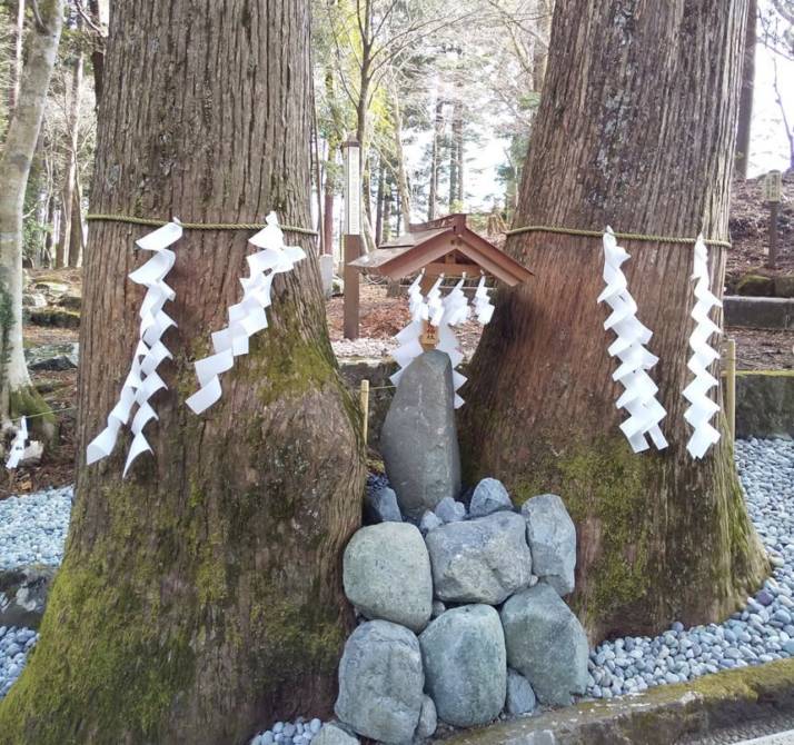 富士山東口本宮 冨士浅間神社の夫婦杉