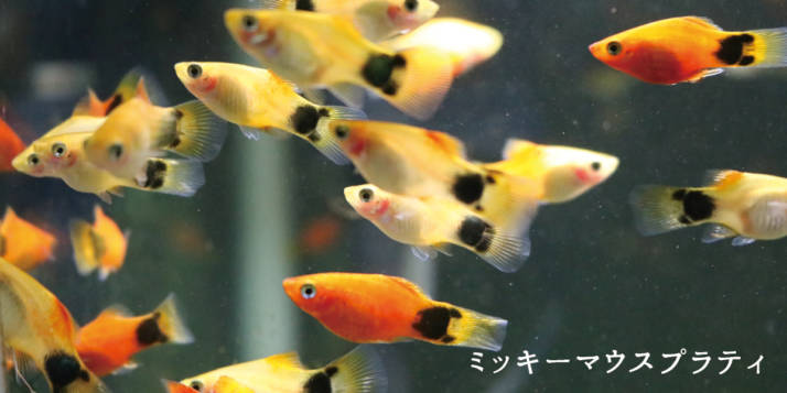 宮崎県小林市にある出の山淡水魚水族館で飼育されているミッキーマウスプラティ