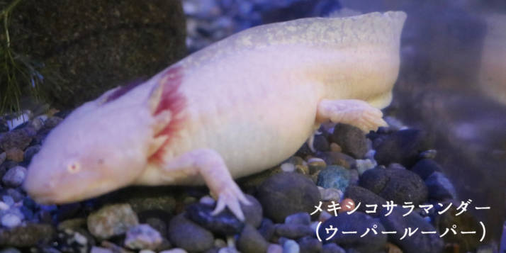 宮崎県小林市にある出の山淡水魚水族館にいるウーパールーパー