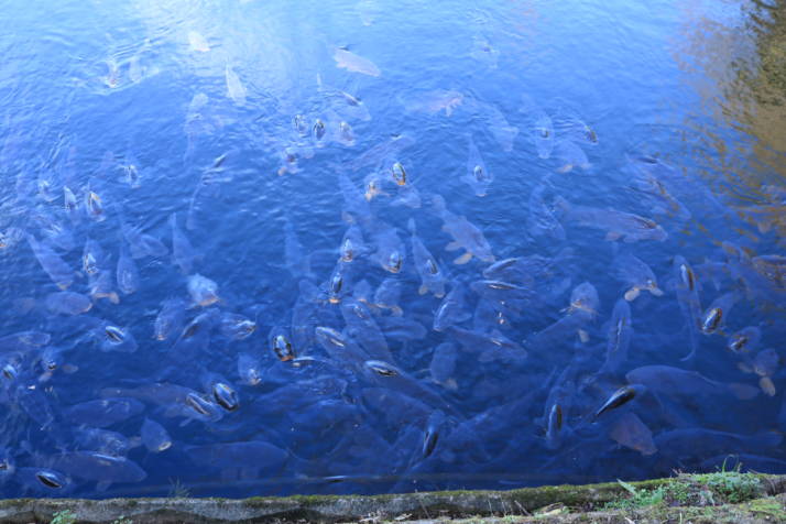 宮崎県小林市にある出の山淡水魚水族館の近くで養殖されているチョウザメ