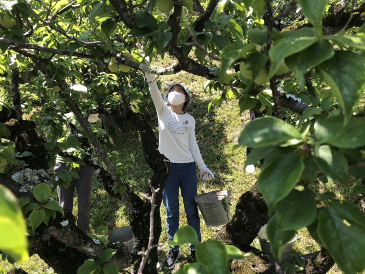 一燈園中学校・高等学校の作務の時間の梅ちぎり