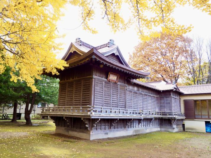 北海道岩内郡にある岩内神社の境内が黄色く染まる様子