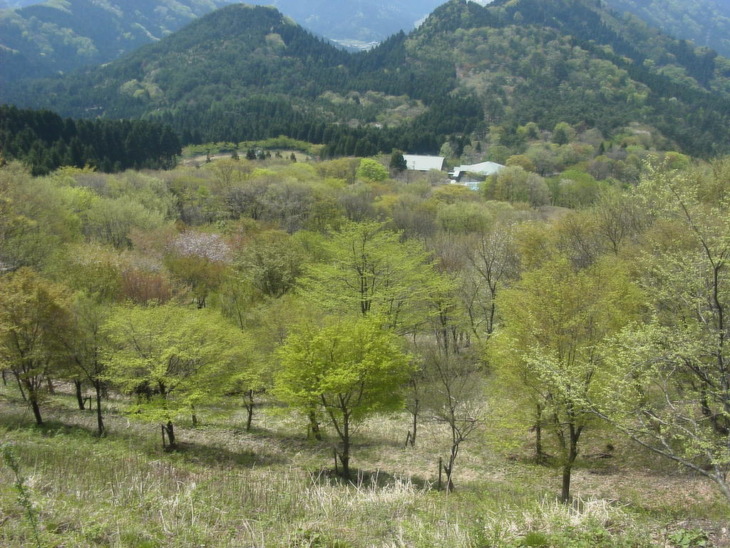 萌え木の八ッ杉千年の森