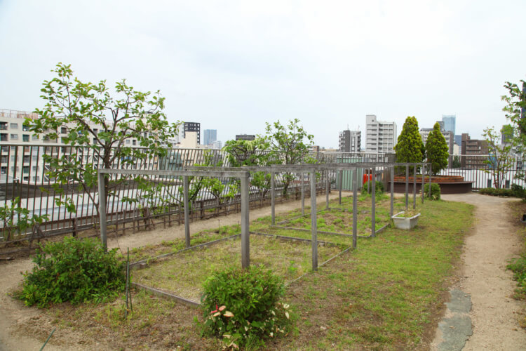 実践学園中学・高等学校の屋上にある「実践の森」