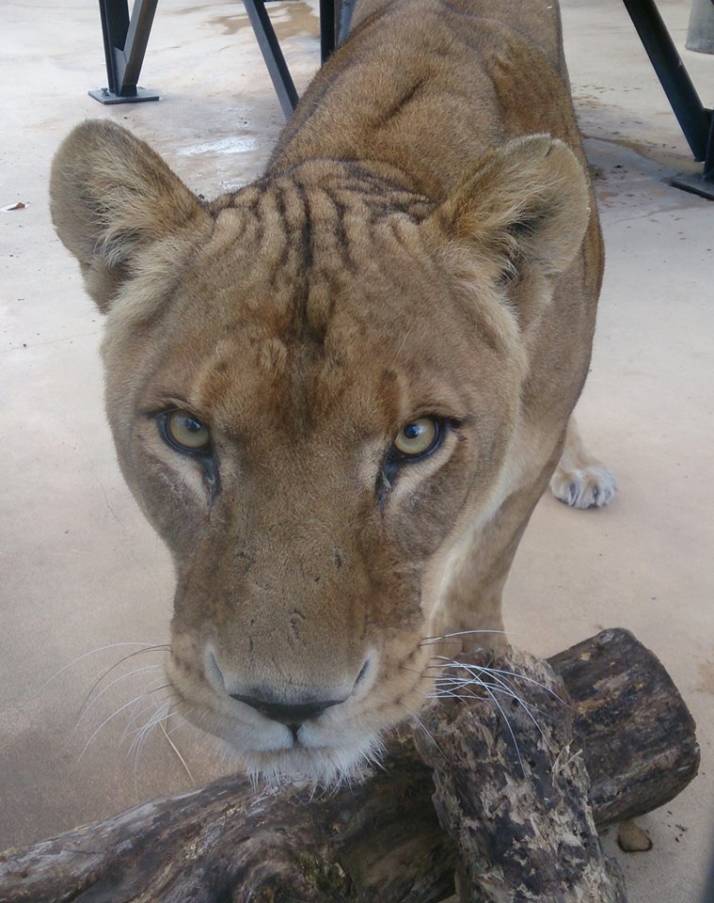 小諸城址懐古園の動物園にいるライオン