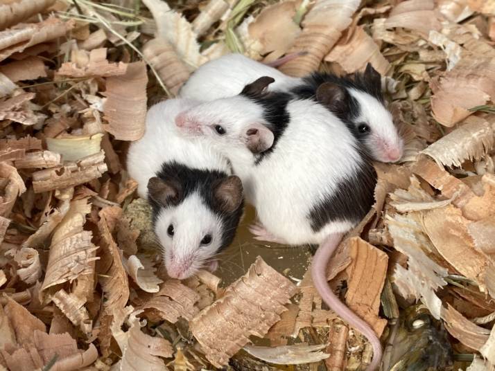 小諸城址懐古園の動物園にいるパンダマウス