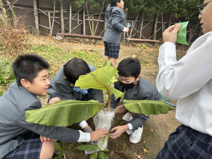 関西大学初等部の児童とバナナの苗