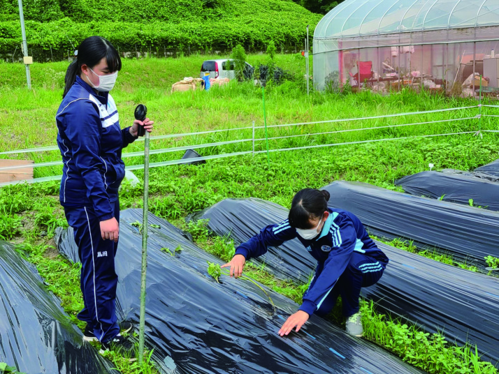 賢明学院高等学校の生徒が農業体験するようす