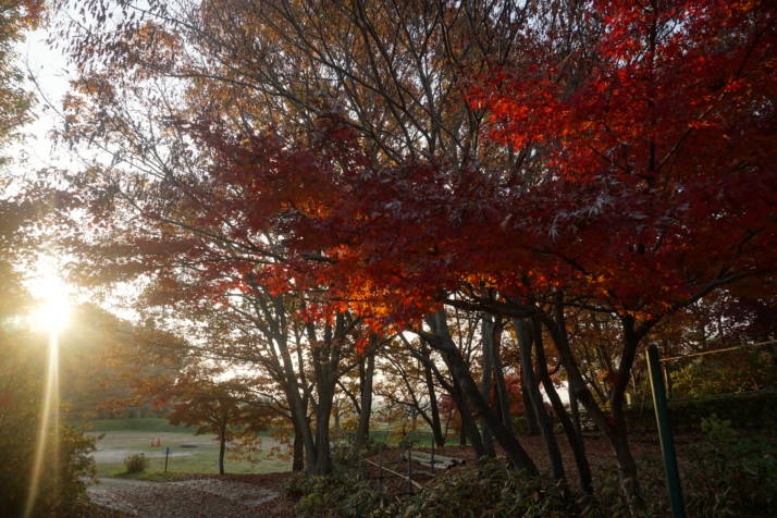 サンアメニティ北本キャンプフィールドの秋の紅葉の様子