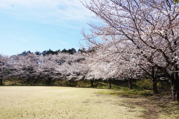 サンアメニティ北本キャンプフィールドの春の芝生広場の様子