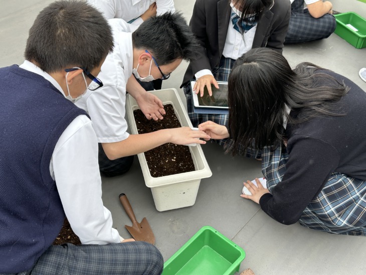 河内木綿の栽培に取り組む金光八尾中学校・高等学校の生徒たち