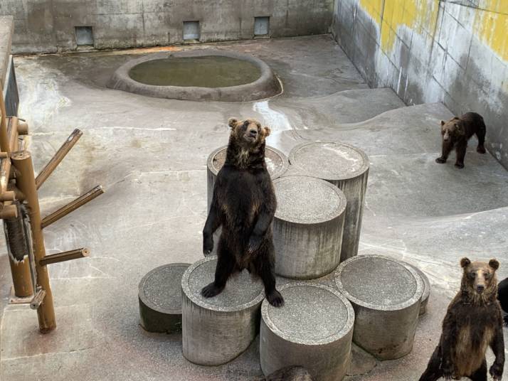 昭和新山熊牧場のエゾヒグマの立ち姿