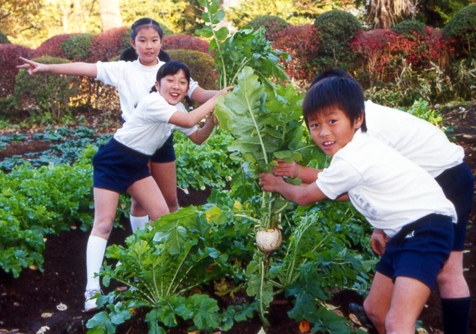 国立学園小学校の理科の授業で栽培した野菜を収穫する3年生