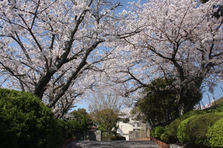 活水中学校・高等学校の美しい桜並木