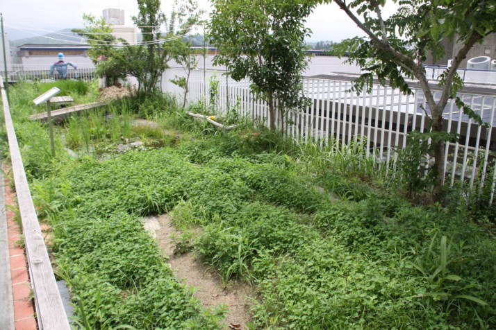 京エコロジーセンターの屋上にあるビオトープ