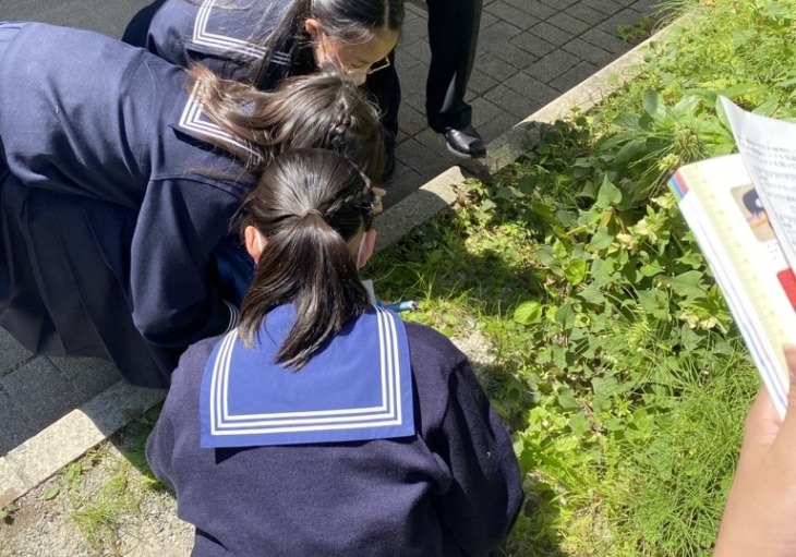 森村学園中等部の生徒が校内で植物観察している様子