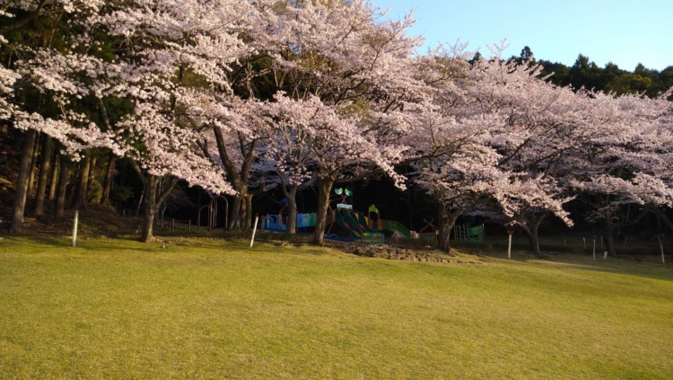 松阪市森林公園の満開の桜