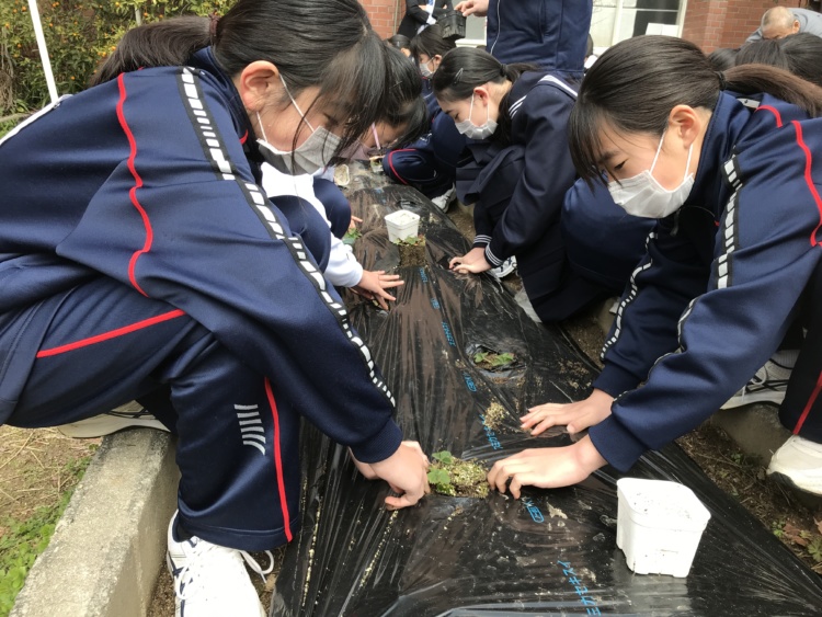 武庫川女子大学附属中学校・高等学校のSOAR探究コースでいちごを栽培する様子