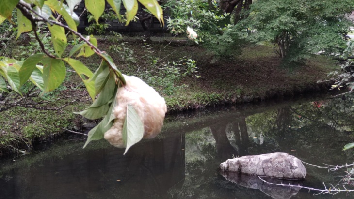 静岡県掛川市の「ならここの里キャンプ場」内の池で見られるモリアオガエルの卵