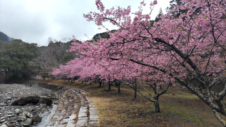 静岡県掛川市の「ならここの里キャンプ場」にある桜の木