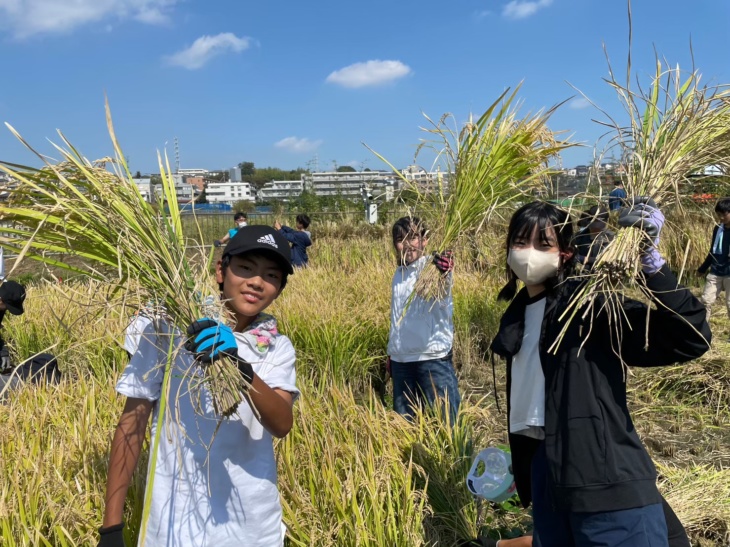 東京農業大学第一高等学校中等部では稲作の米作りの実習も行う