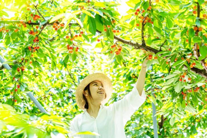 「さくらん坊やの鈴木さくらんぼ園」でさくらんぼ狩りを楽しむ女性