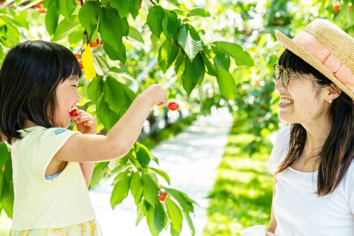 「さくらん坊やの鈴木さくらんぼ園」でさくらんぼ狩りを楽しむ親子連れ