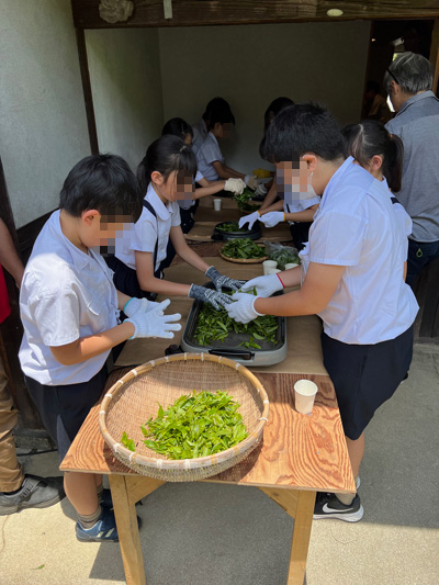 追手門学院小学校の児童がお茶摘み体験をするようす