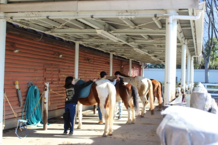 「ポニースクールかつしか」の部班チームで馬の手入れをする子どもたち