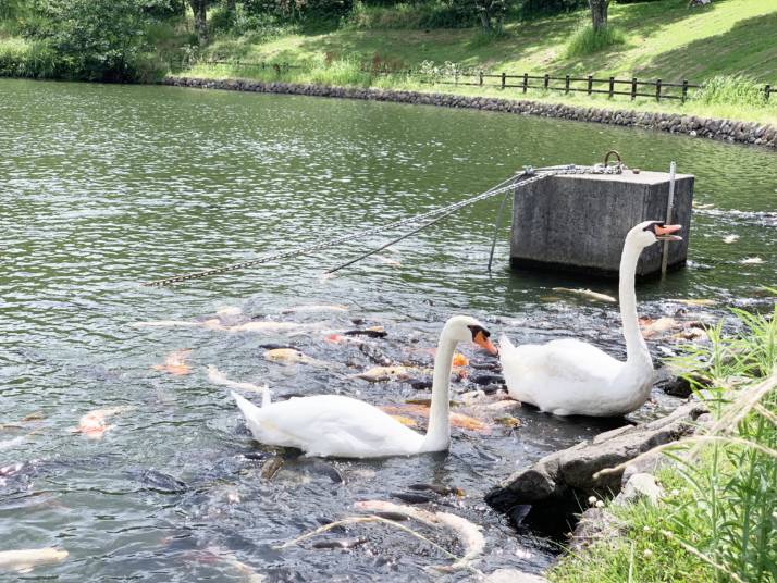 RECAMP別府志高湖の白鳥とコイ